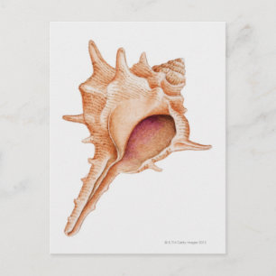 Abbildung der Murex-Muschel Postkarte