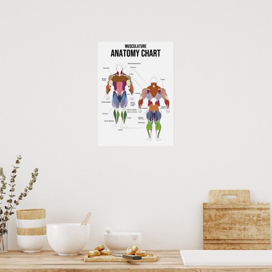 Abbildung der Muskulatur - Muskeldiagramm Poster (Küche)