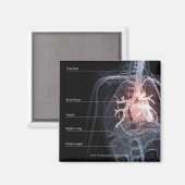 Abbildung des Atemsystems und des Herzens Magnet (Vorderseite/Rückseite)