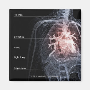 Abbildung des Atemsystems und des Herzens Magnet