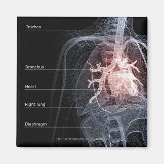 Abbildung des Atemsystems und des Herzens Magnet