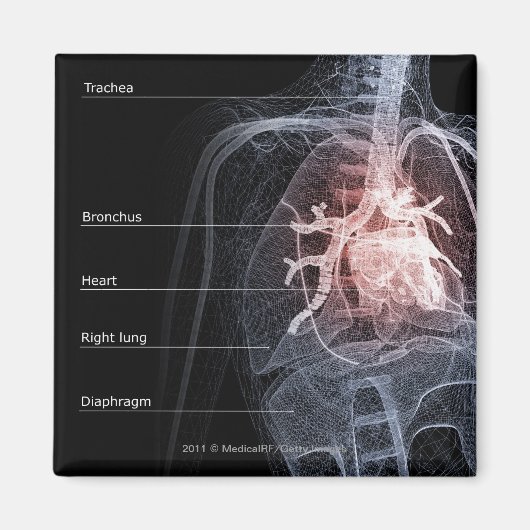 Abbildung des Atemsystems und des Herzens Magnet (Vorne)