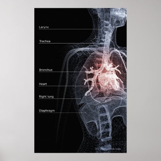 Abbildung des Atemsystems und des Herzens Poster (Vorne)