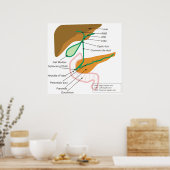 Abbildung des Gallenweges des menschlichen Gallenw Poster (Küche)