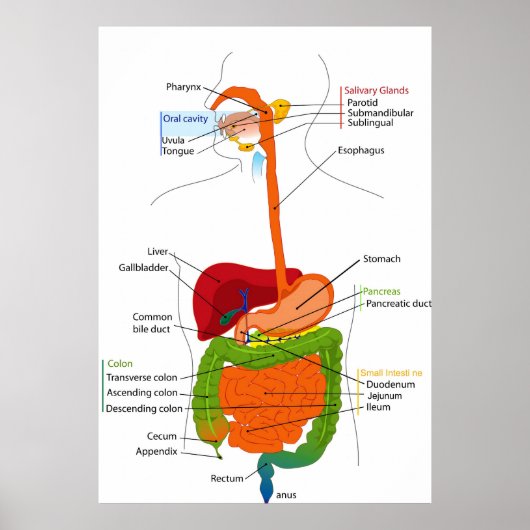 Abbildung des gastrointestinalen Trakts beim Mensc Poster (Vorne)