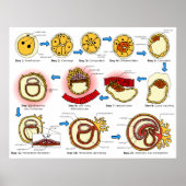 Abbildung des humanen Embryogenese Poster (Vorne)