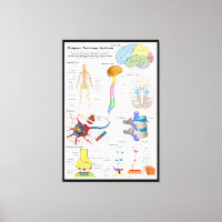 Abbildung des menschlichen Gehirns und des zentral