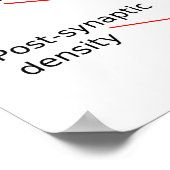 Abbildung des menschlichen Gehirns und des zentral Poster (Ecke)