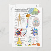 Abbildung des menschlichen Gehirns und des zentral Postkarte (Vorne/Hinten)