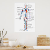 Abbildung des menschlichen Kreislaufsystems Poster (Küche)