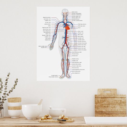 Abbildung des menschlichen Kreislaufsystems Poster (Küche)