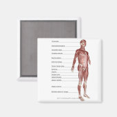 Abbildung des Muskelsystems Magnet (Vorderseite/Rückseite)