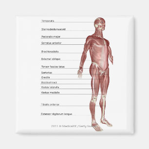 Abbildung des Muskelsystems Magnet