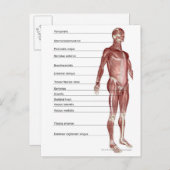 Abbildung des Muskelsystems Postkarte (Vorne/Hinten)