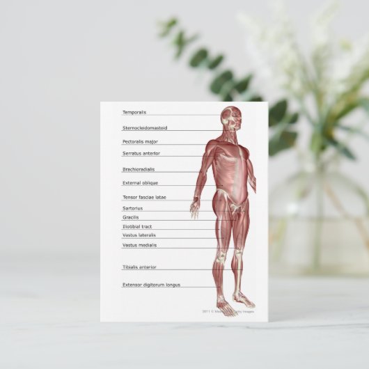 Abbildung des Muskelsystems Postkarte (Stehend Vorderseite)