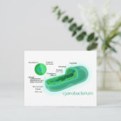 Abbildung einer typischen Cyanobakterienzelle Postkarte (Stehend Vorderseite)