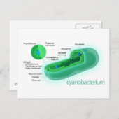 Abbildung einer typischen Cyanobakterienzelle Postkarte (Vorne/Hinten)