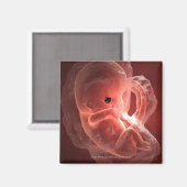 Abbildung eines sich entwickelnden Embryos Magnet (Vorderseite/Rückseite)