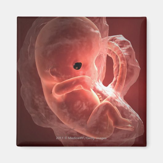 Abbildung eines sich entwickelnden Embryos Magnet (Vorne)