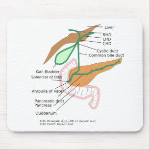 Abbildung Leber des Maus-Pad-Biliary-Systems Mousepad