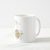 Abbildung Menschliches gastrointestinales Verdauun Kaffeetasse (VorderseiteRechts)