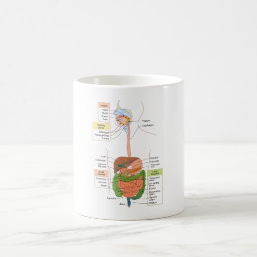 Abbildung Menschliches gastrointestinales Verdauun Kaffeetasse (Mittel)