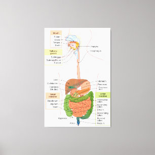 Abbildung Menschliches gastrointestinales Verdauun Leinwanddruck