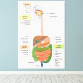Abbildung Menschliches gastrointestinales Verdauun Leinwanddruck (Insitu (Holzboden))