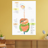 Abbildung Menschliches gastrointestinales Verdauun Leinwanddruck (Insitu (Wohnzimmer))