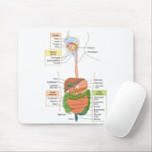 Abbildung Menschliches gastrointestinales Verdauun Mousepad (Mit Mouse)