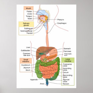 Abbildung Menschliches gastrointestinales Verdauun Poster