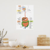 Abbildung Menschliches gastrointestinales Verdauun Poster (Küche)