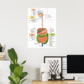 Abbildung Menschliches gastrointestinales Verdauun Poster (Heimbüro)