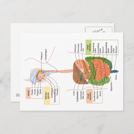 Abbildung Menschliches gastrointestinales Verdauun Postkarte (Vorne/Hinten)