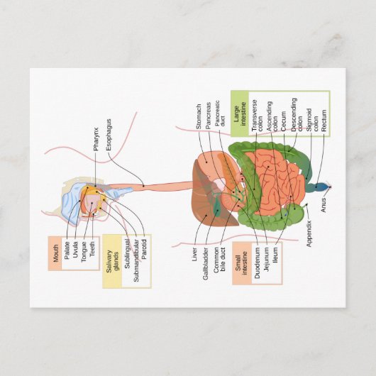 Abbildung Menschliches gastrointestinales Verdauun Postkarte (Vorderseite)
