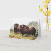 Abbildung Ox (Ovibos moschatus) Karte (Gelbe Blume)