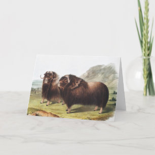 Abbildung Ox (Ovibos moschatus) Karte