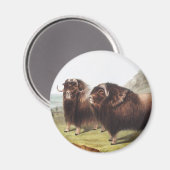Abbildung Ox (Ovibos moschatus) Magnet (Vorderseite/Rückseite)