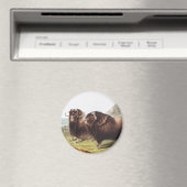 Abbildung Ox (Ovibos moschatus) Magnet (In Situ (Geschirrspüler))