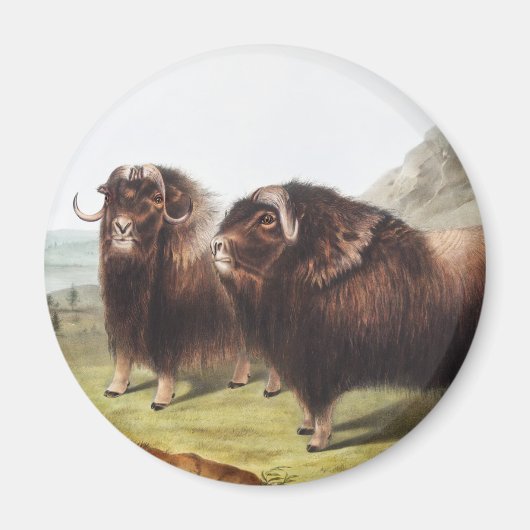 Abbildung Ox (Ovibos moschatus) Magnet (Vorne)