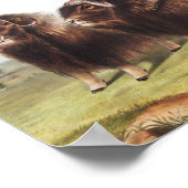 Abbildung Ox (Ovibos moschatus) Poster (Ecke)