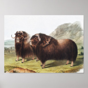 Abbildung Ox (Ovibos moschatus) Poster