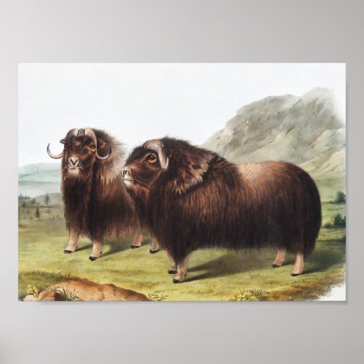 Abbildung Ox (Ovibos moschatus) Poster (Vorne)