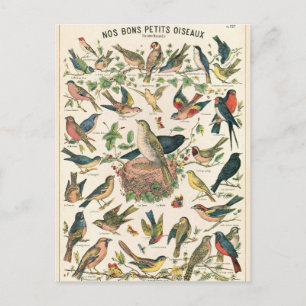 Abbildung unserer guten kleinen Vögel Postkarte