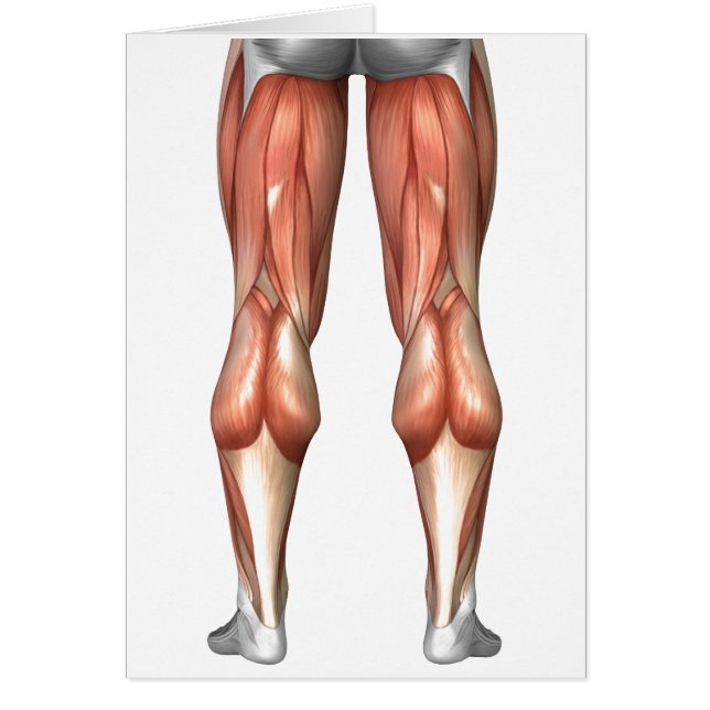 Abbildung Veranschaulichung der Muskelgruppen (Vorne)