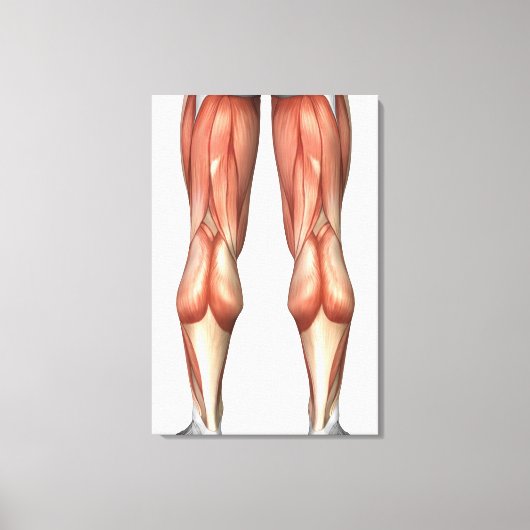 Abbildung Veranschaulichung der Muskelgruppen Leinwanddruck (Vorderseite)