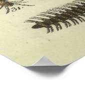 Abbildung Vintager Insekten (1834) Poster (Ecke)