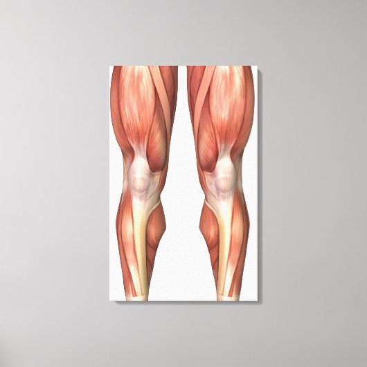 Abbildung zur Veranschaulichung der Muskelgruppen  Leinwanddruck (Vorderseite)
