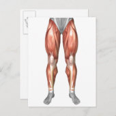 Abbildung zur Veranschaulichung der Muskelgruppen  Postkarte (Vorne/Hinten)