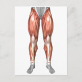 Abbildung zur Veranschaulichung der Muskelgruppen  Postkarte (Vorderseite)